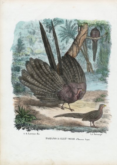 Argus Pheasant by Raimundo Petraroja